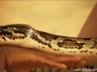 볼리우드 과 그만큼 매력적인 뱀